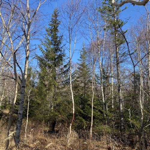 Photo #13784106
