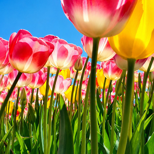 Tulipanes