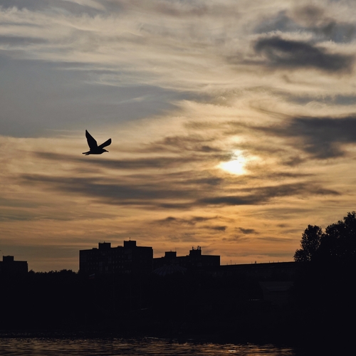 Photo #13785573