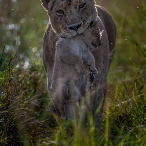 mama on the move