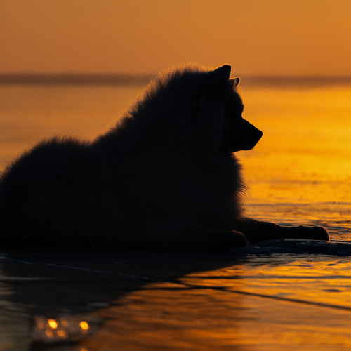 Photo #13785883