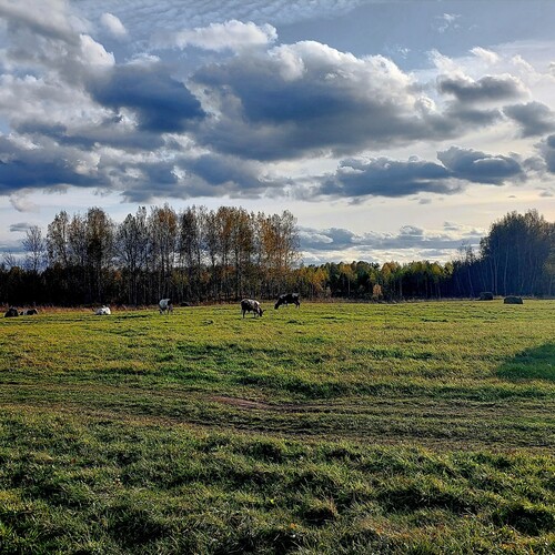 Photo #13785948