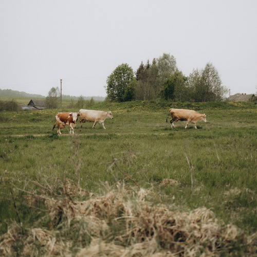 Photo #13786117