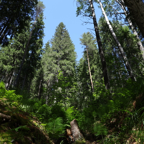 Photo #13786192
