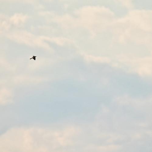 Photo #13786522