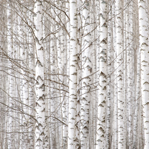 Photo #13786554