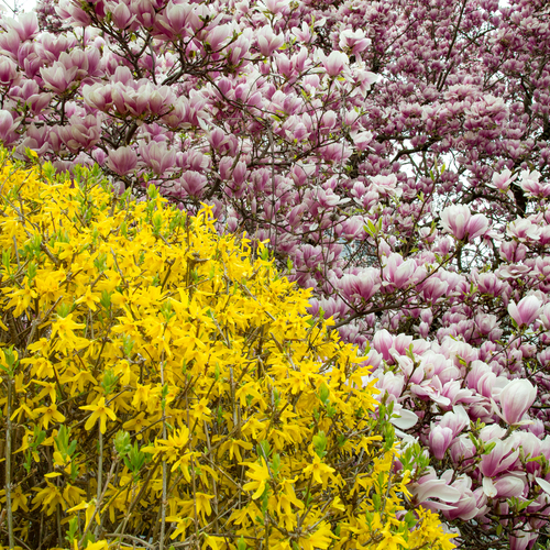 A beautiful detailed close up photograph showing a blooming yellow forsythia bush next to a pink magnolia soulangeana tree during a sunny spring day
