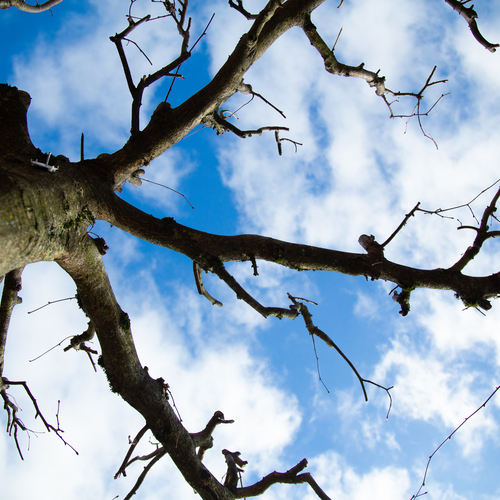 A beautiful detailed low angle view photograph showing a bare walnut juglans regia tree trunk and twisted branches reaching towards a blue sky with fluffy white clouds