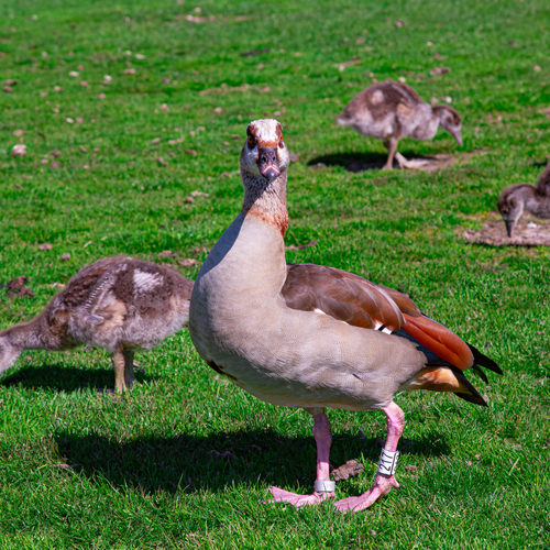 A beautiful detailed close up portrait photograph showing an adult egyptian goose alopochen aegyptiaca with several small goslings eating grass on a sunny field