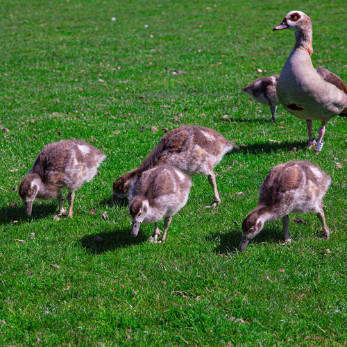 A beautiful detailed wide angle wildlife photograph showing an adult egyptian goose alopochen aegyptiaca looking around while several small goslings eat green grass on a sunny field