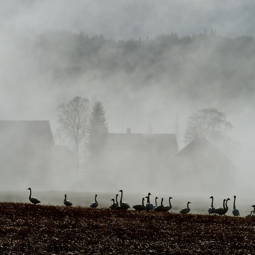 The swans have arrived