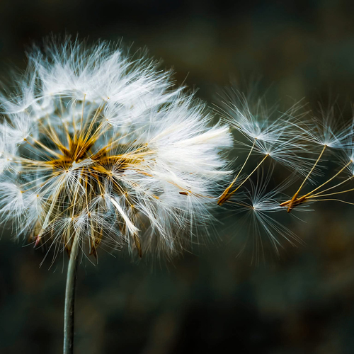 Breath of hope