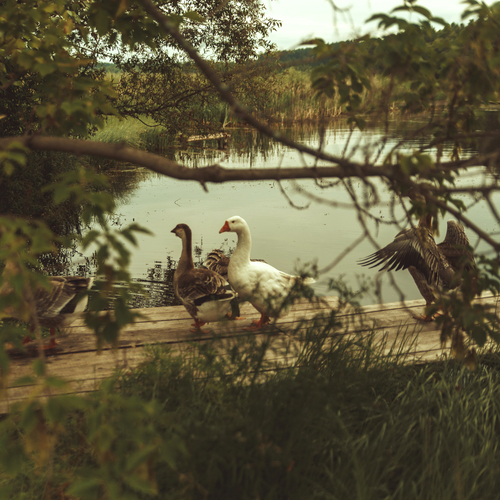 Photo #13788164