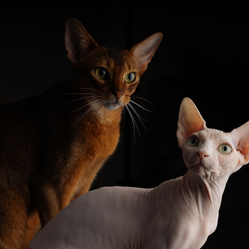 Photo #13790661