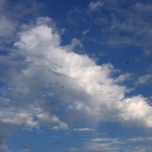 Photo #13790747