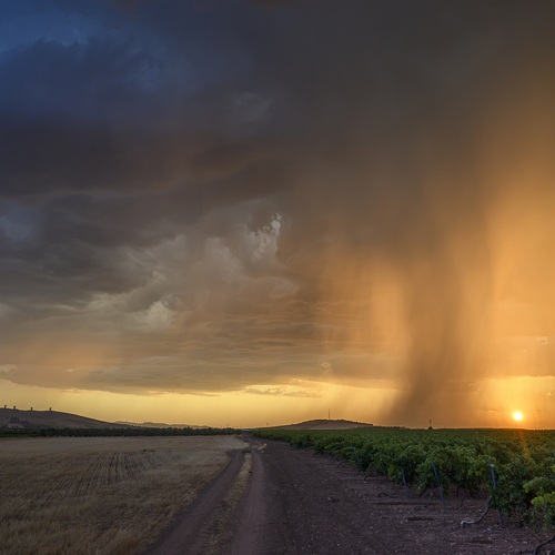 Golden rain