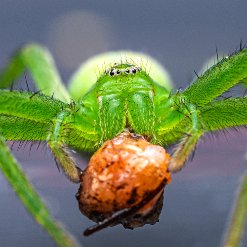Зеленый паук Micrommata virescens