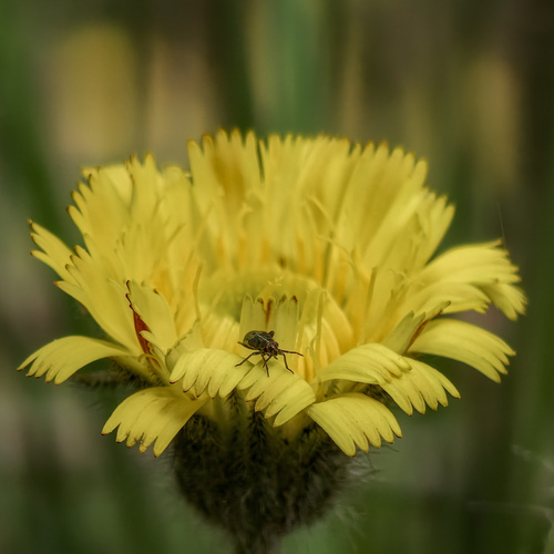 Yellow Microworld