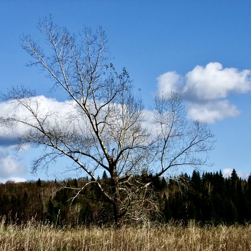 Photo #13792282
