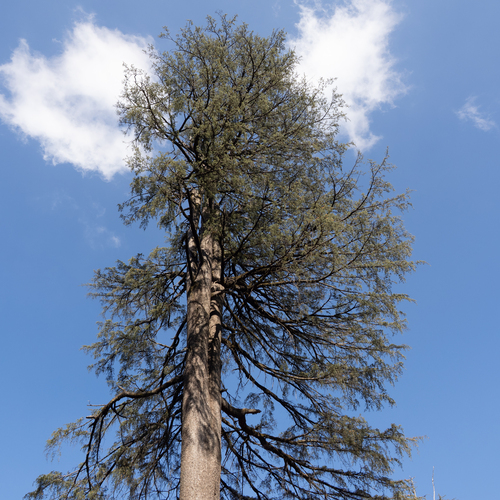 Guardians of the Lonely Pine