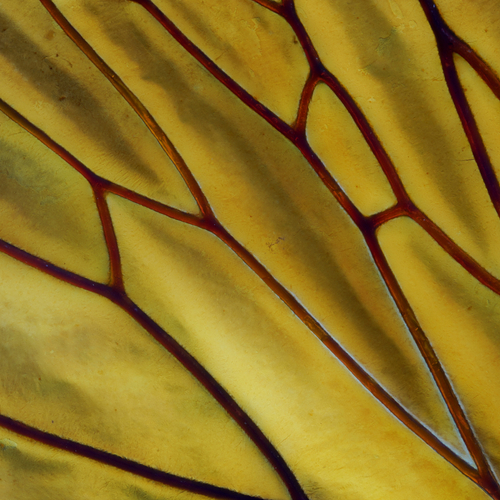 Yellow in trend