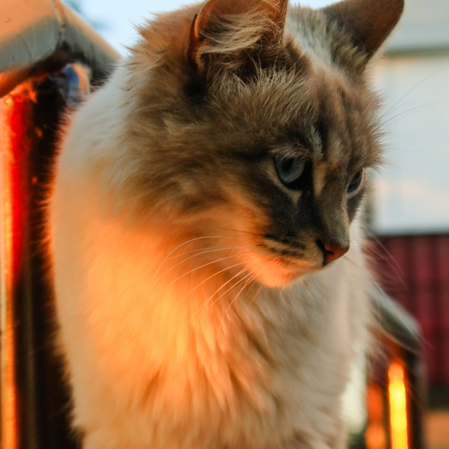 Photo #13793001