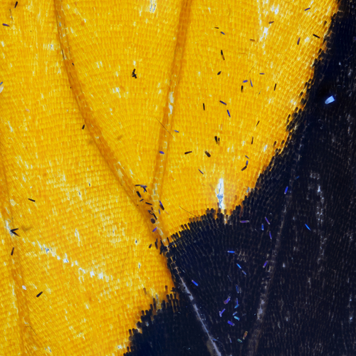 The extreme in yellow