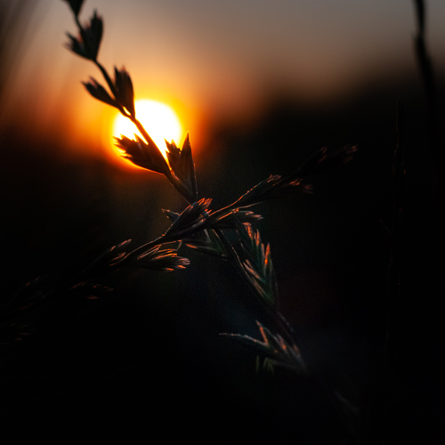 Photo #13793050