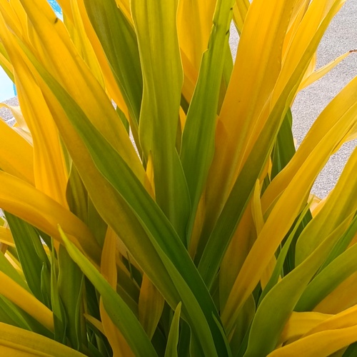 Glowing leaves
