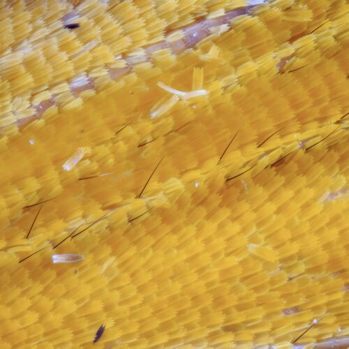 All the way yellow