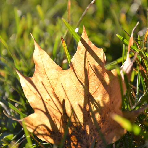 Photo #13793664
