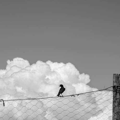 Photo #13793695
