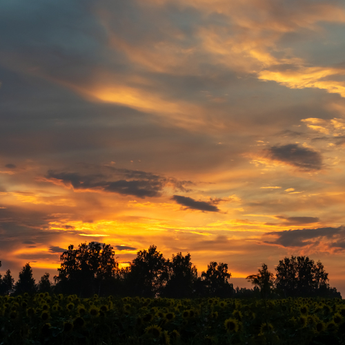 Photo #13793884