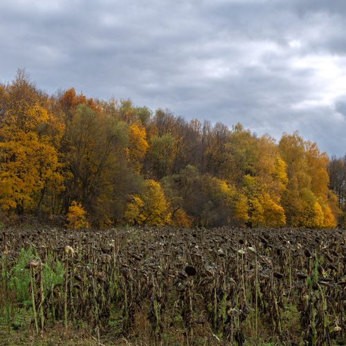 Photo #13793938
