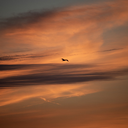 Lonely bird