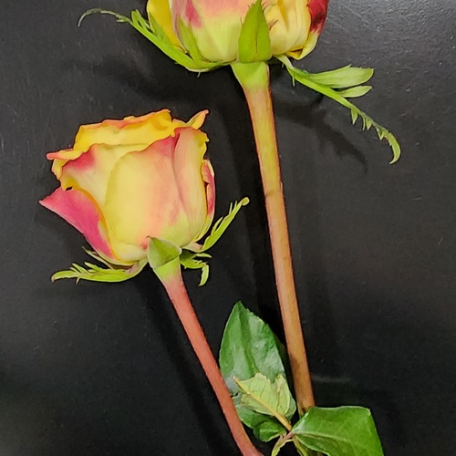 Photo #13794775