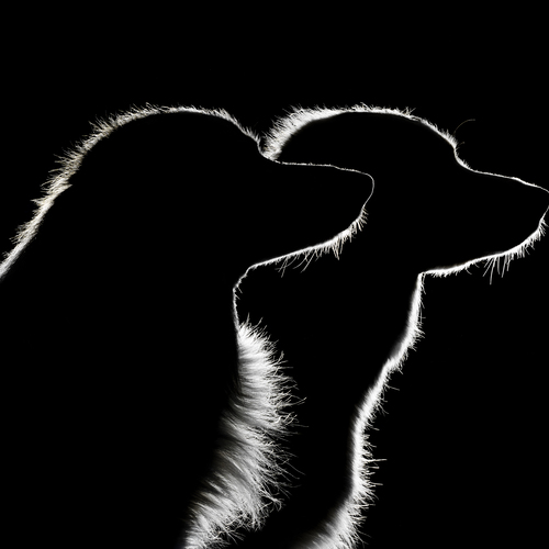 Bound by Light