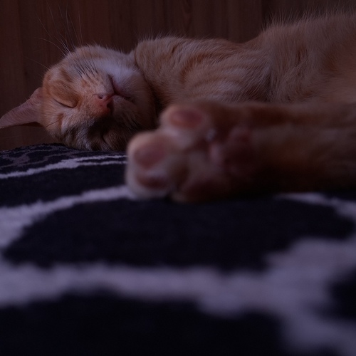Kali