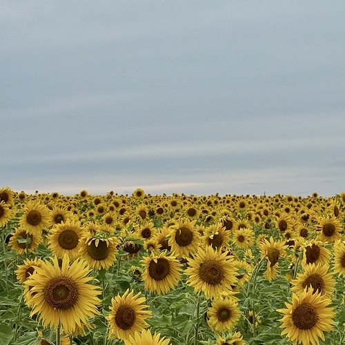Photo #13795070