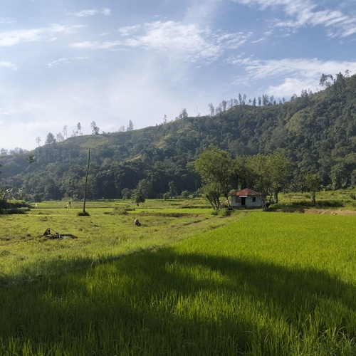 A Small House in Middle Rice Field in A Morning