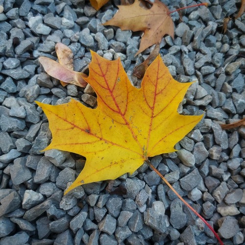 Photo #13795418