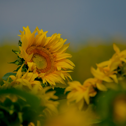 Photo #13795616