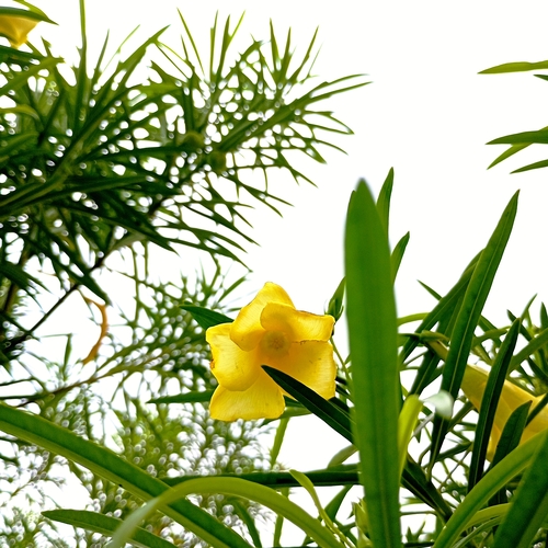 Nature\'s Sunshine