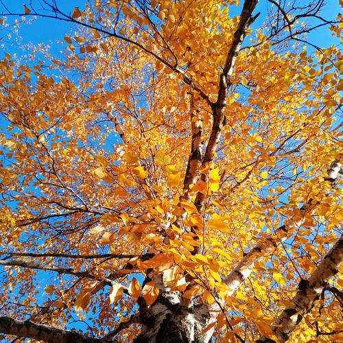 Photo #13796227