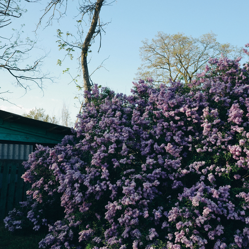 Photo #13797030