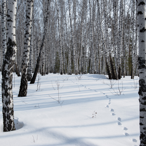 Photo #13797516