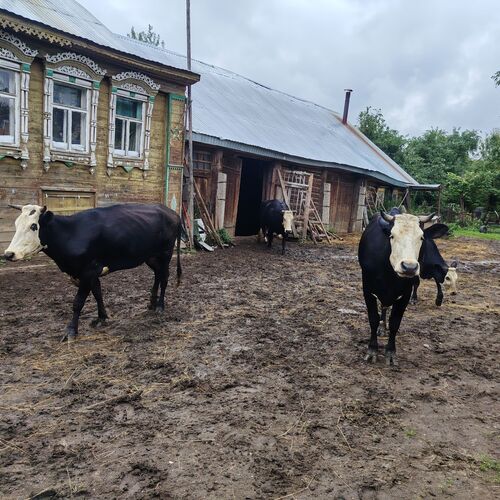 Photo #13797566