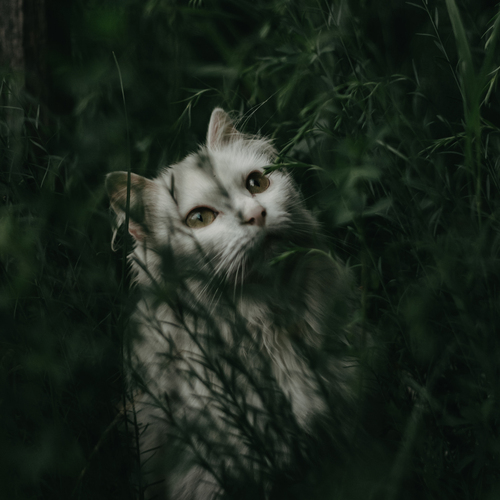 Кошка в траве