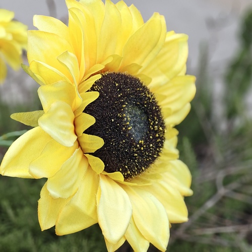 GIRASOLE!