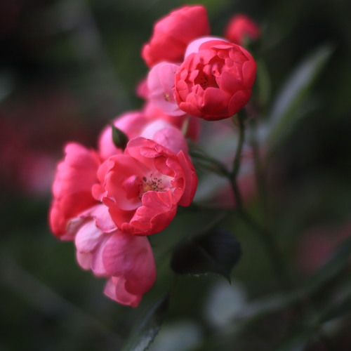 Photo #13798027